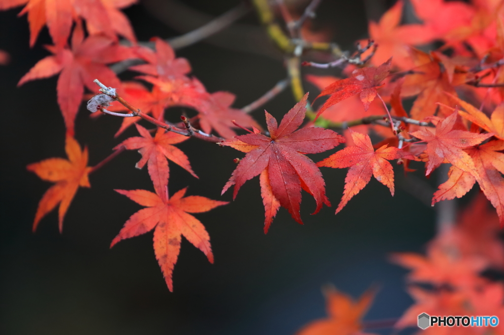 まだ早い　紅葉狩り (7)