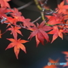 まだ早い　紅葉狩り (7)