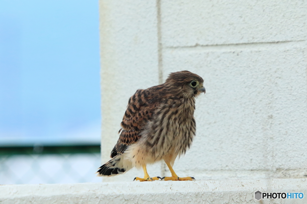 チョウゲンボウ  追憶編　1