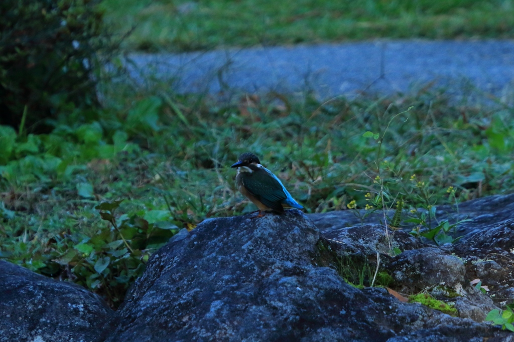 こんな所にも２か月ぶりのカワセミ　