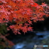 まだ早い　紅葉狩り (8)