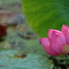 古代蓮2