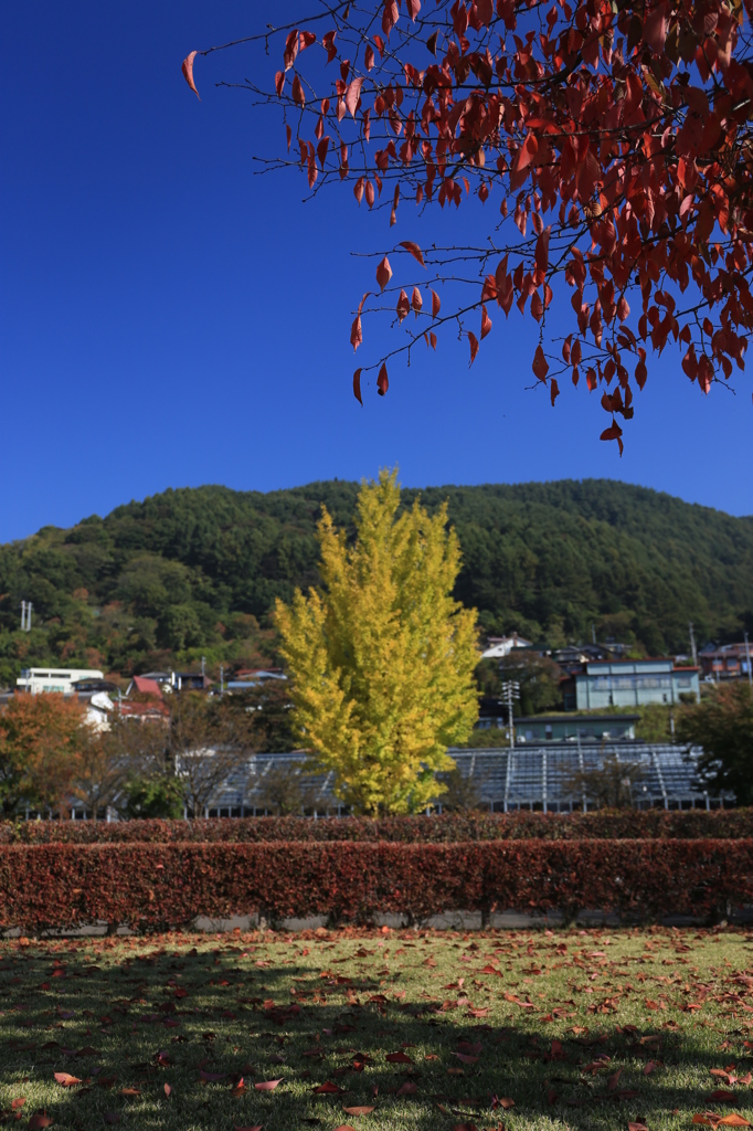 秋ですね