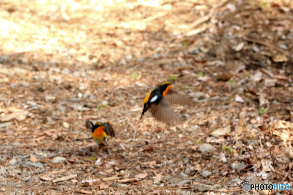 キビタキ版格闘（証拠写真で (2)