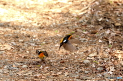 キビタキ版格闘（証拠写真で (2)