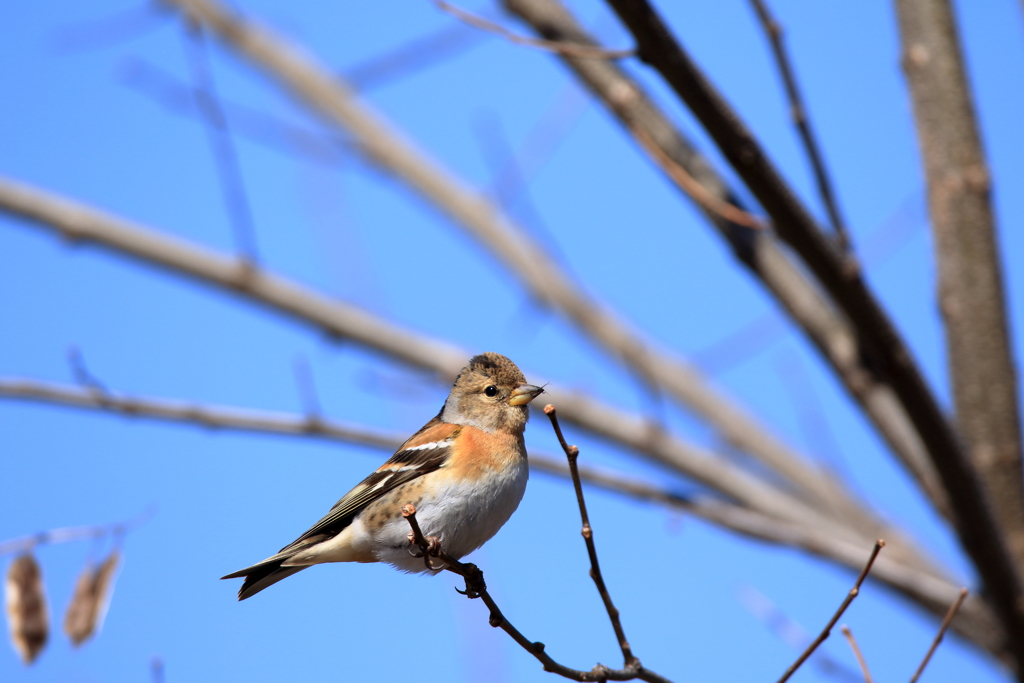 ５００円玉　禿げができても・・・