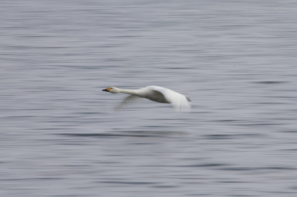 今日の歩留まりあがらず