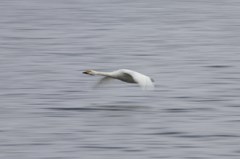 今日の歩留まりあがらず 今日の歩留まりあがらず