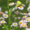どの花に