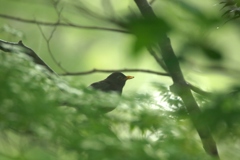 嘴が奇形？クロツグミ