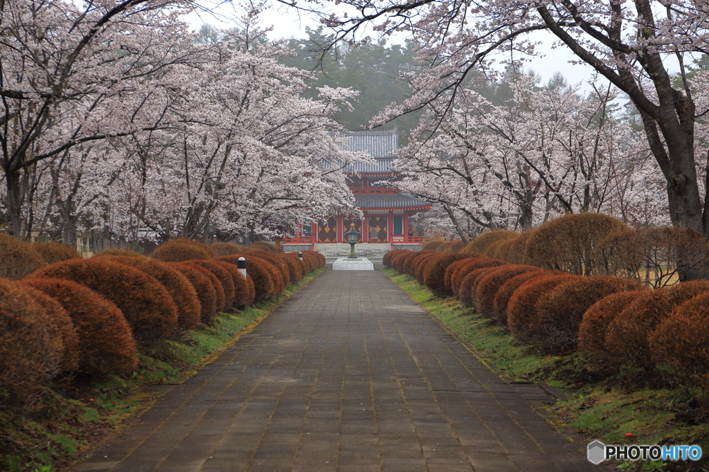 来年もこの風景　見れます様に