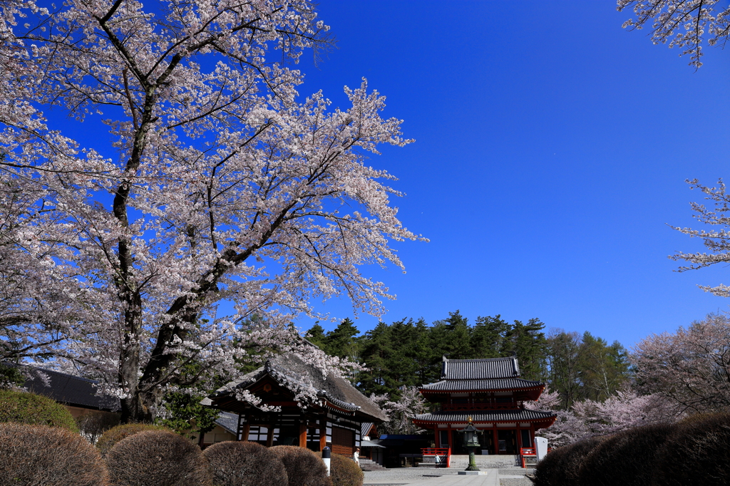 只今　桜祭り中　2