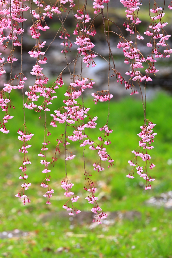 枝垂れ桜