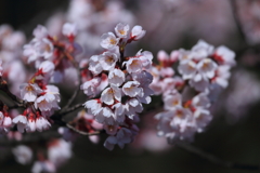 桜・桜　(^^♪