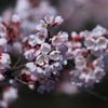 桜・桜　(^^♪
