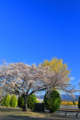 満開迄持った (6)