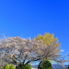 満開迄持った (6)