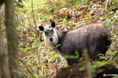 熊かと思ったら獅子神様だ