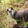 熊かと思ったら獅子神様だ