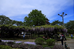 高島城のフジ棚