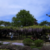 高島城のフジ棚
