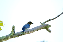 青い鳥？
