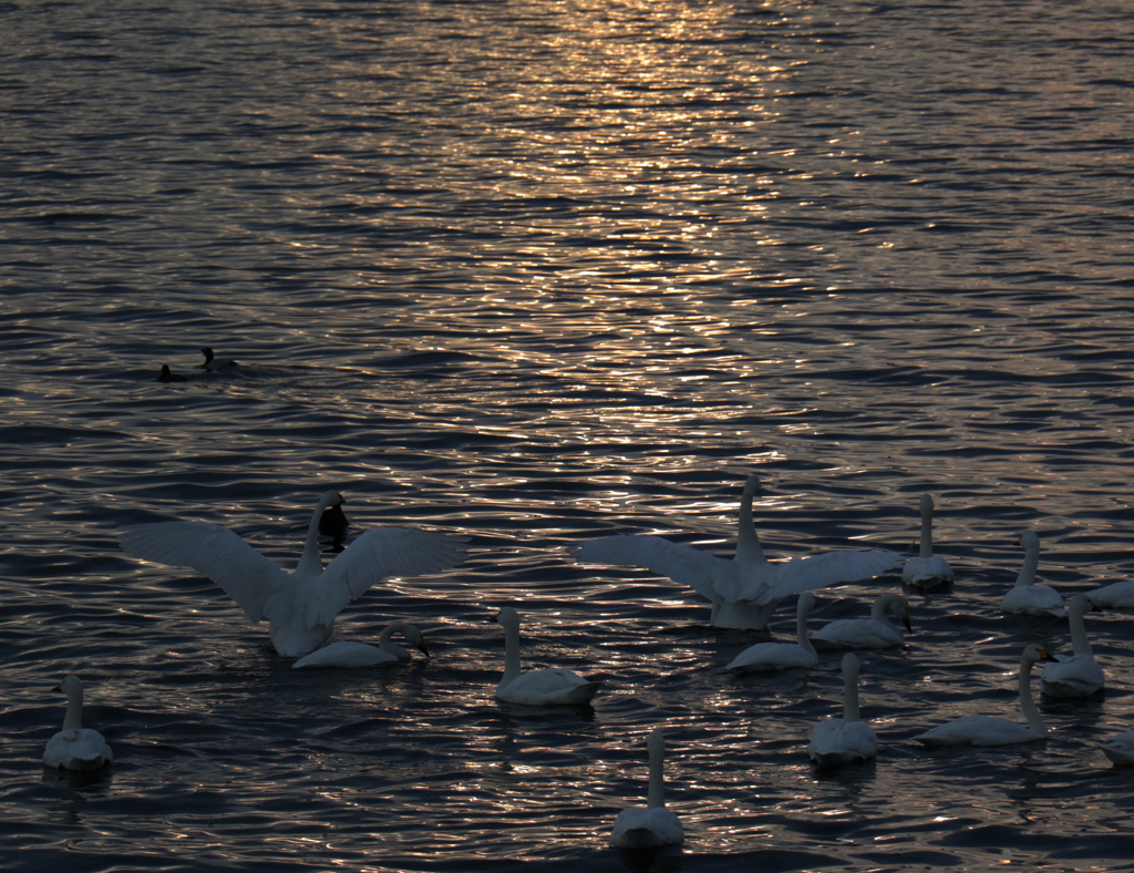 カムバ～～～ック　EF100-400mm F4.5-5.6L IS USM　　2