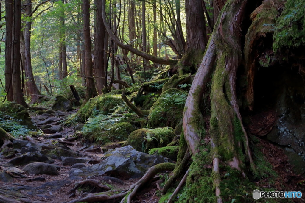 太古の世界へようこそ
