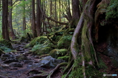太古の世界へようこそ
