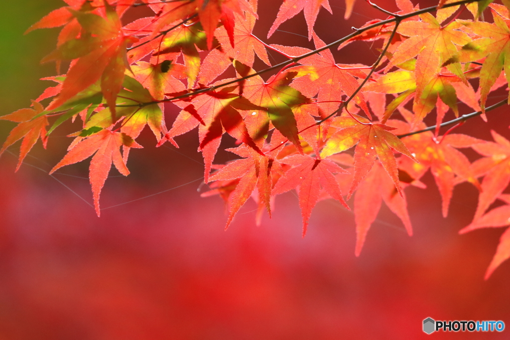 まだ早い　紅葉狩り (2)