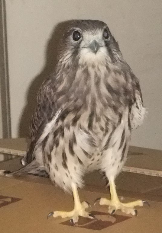 チョウゲンボウ　4