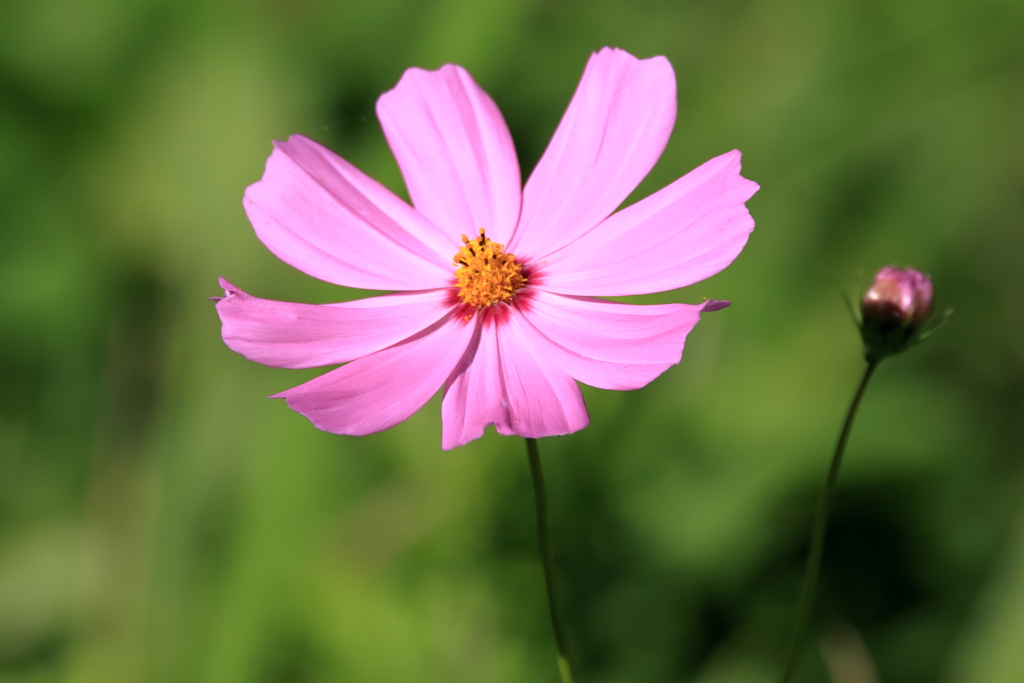 秋桜　