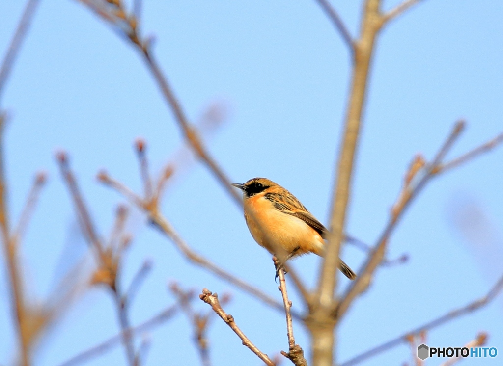 今日は顔黒さんたちが多い