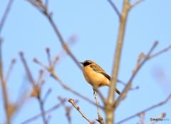 今日は顔黒さんたちが多い
