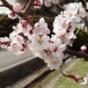 満開