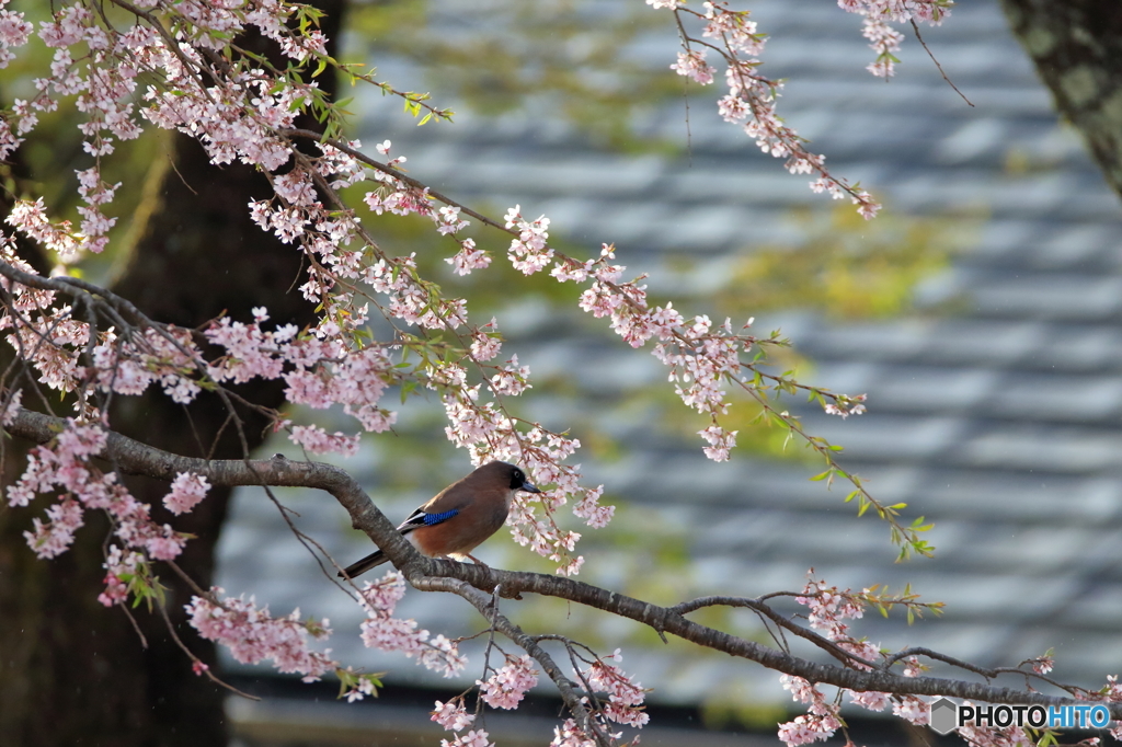桜×カケス