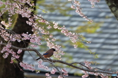 桜×カケス