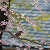 桜×カケス