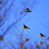 飛び込み