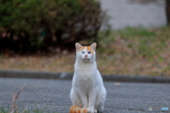 おねだりされても・・・