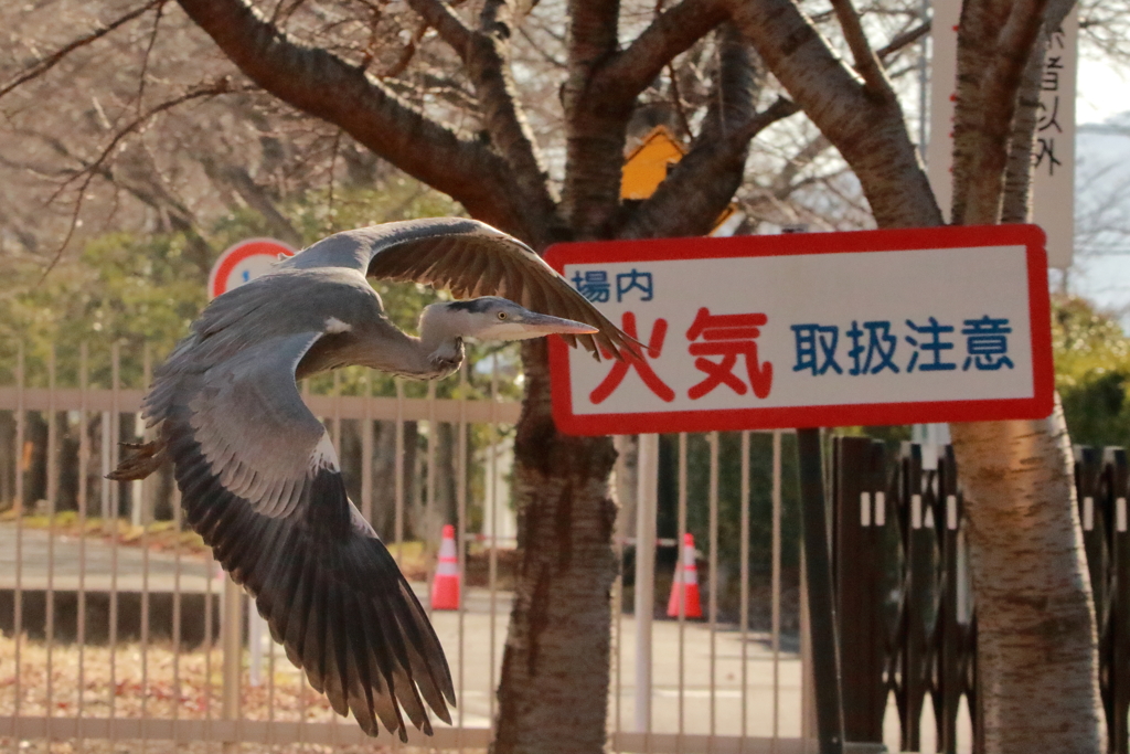物陰から　(*_*;