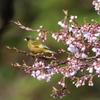 カワラヒワ