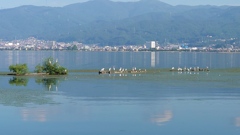 カワウの代わりにシラサギ (1)