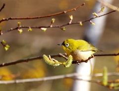 「桜とメジロ」とはいかず