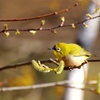 「桜とメジロ」とはいかず