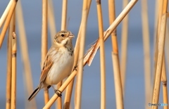 オオジュリン　？