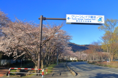 満開迄持った (7)