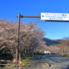 満開迄持った (7)