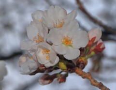 未だ、3分咲