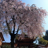 山はまだまだサクラが満開